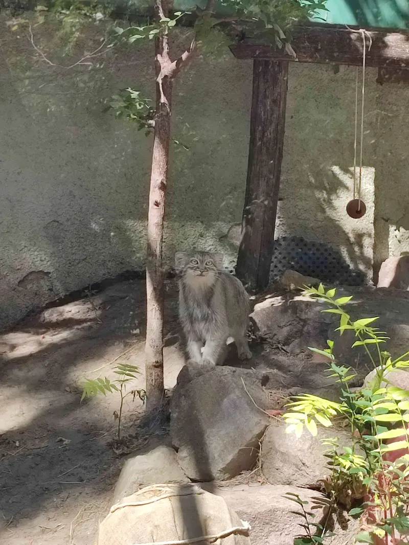 A photograph of Lucy in Budapest Zoo & Botanical Garden