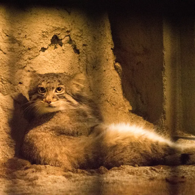 A photograph of Figa in Nogeyama Zoo