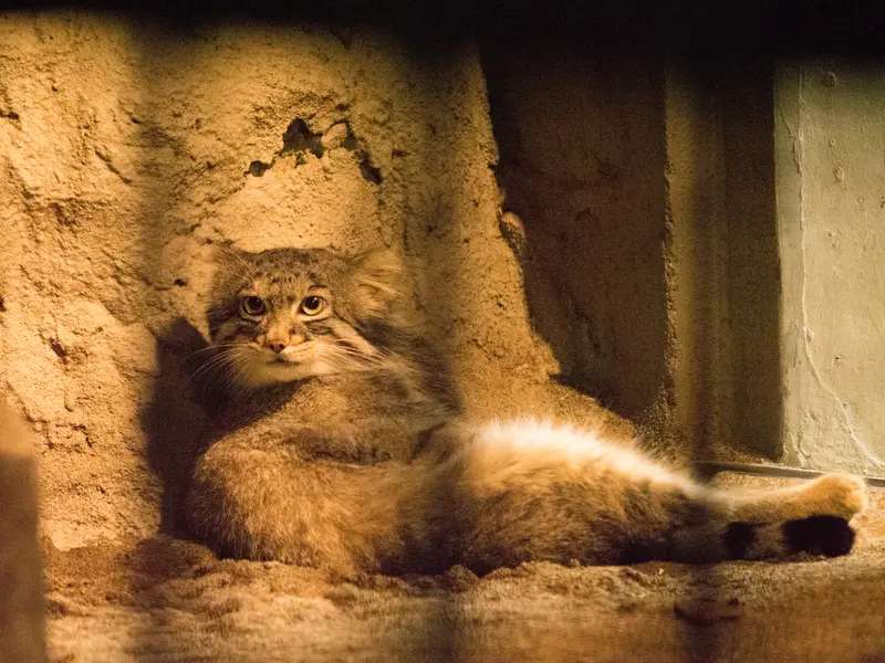 A photograph of Figa in Nogeyama Zoo