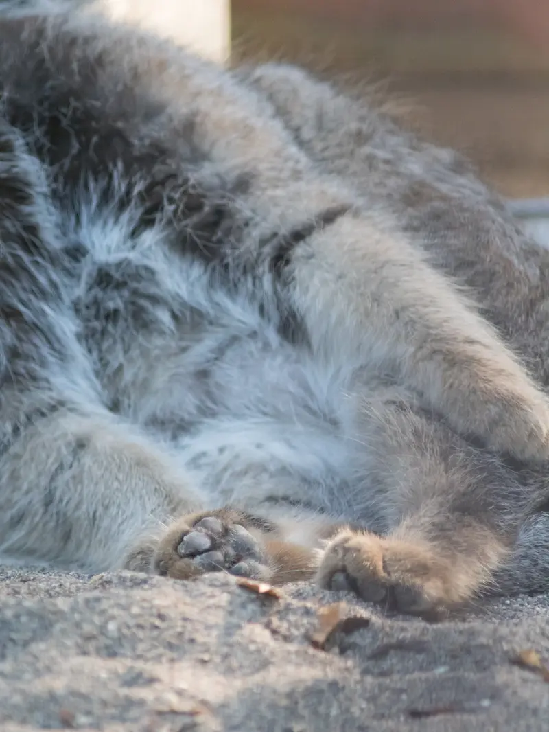 A photograph of Figa in Nogeyama Zoo