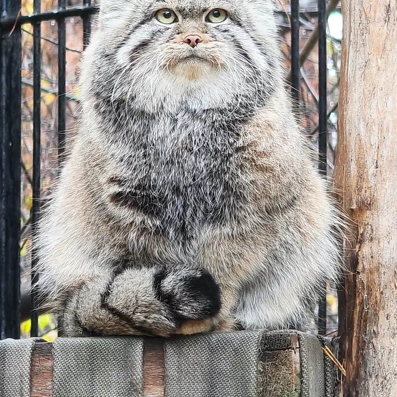A photograph of Sylvester in Novosibirsk Zoo