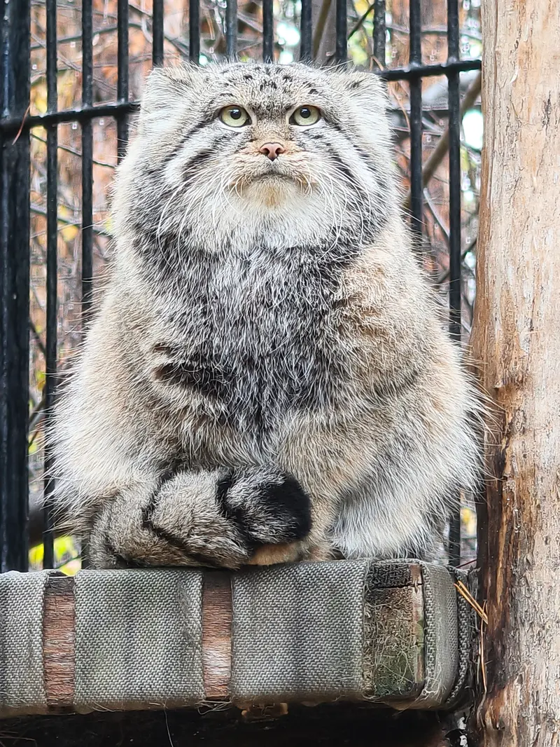 A photograph of Sylvester in Novosibirsk Zoo