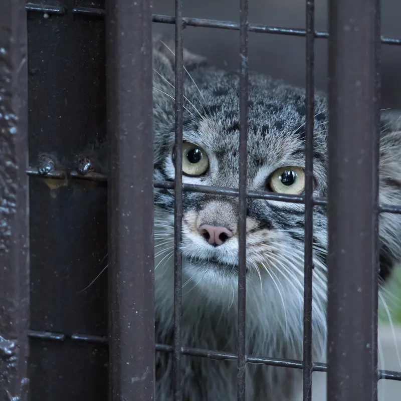 A photograph of Figa in Nogeyama Zoo