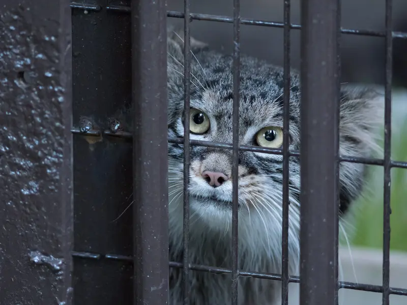 A photograph of Figa in Nogeyama Zoo