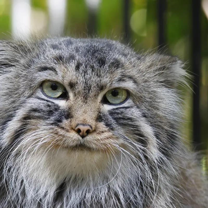 A photograph of Gabi in Novosibirsk Zoo