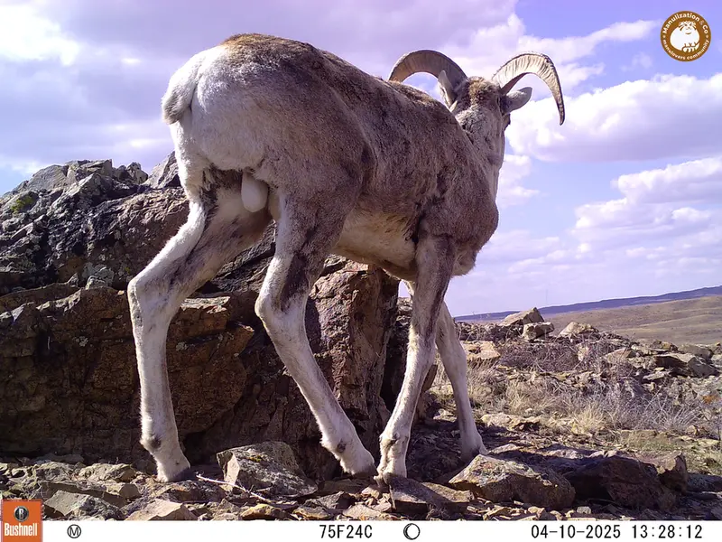 A photograph of Argali from Karashoky camera trap