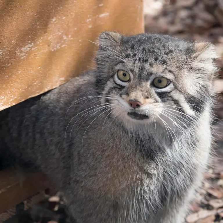 A photograph of Oto in Saitama Children's Zoo