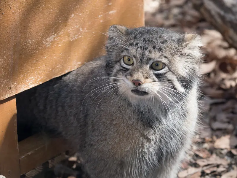 A photograph of Oto in Saitama Children's Zoo
