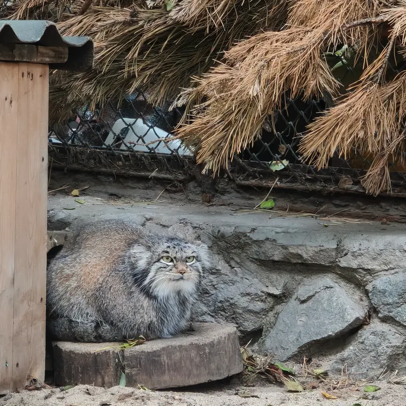 A photograph of Snezhinka in Novosibirsk Zoo