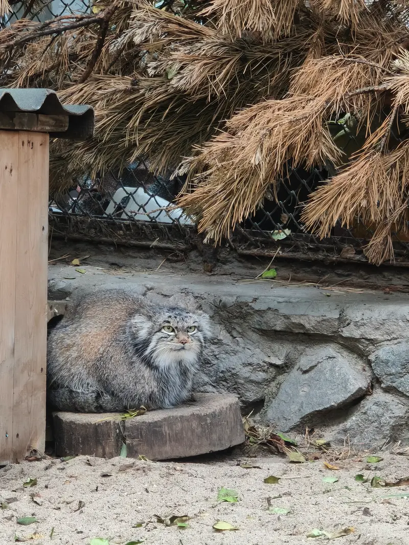 A photograph of Snezhinka in Novosibirsk Zoo