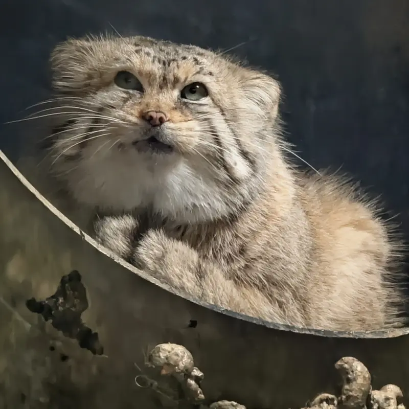 A photograph of Norbu in Mill Mountain Zoo