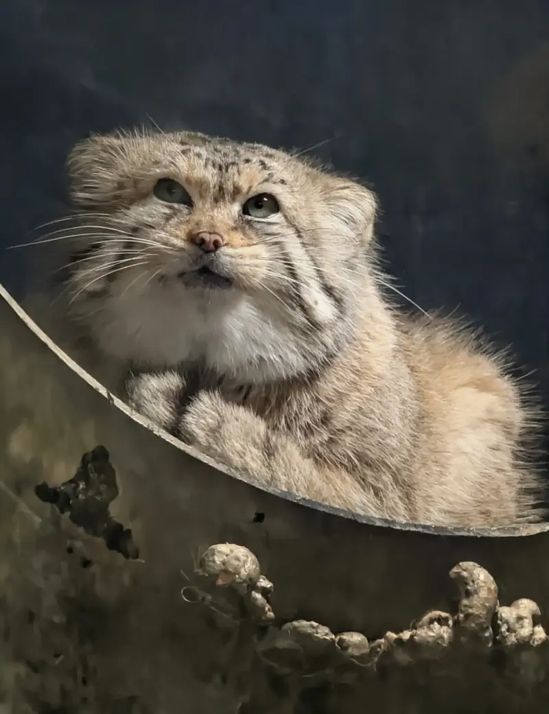 A photograph of Norbu in Mill Mountain Zoo