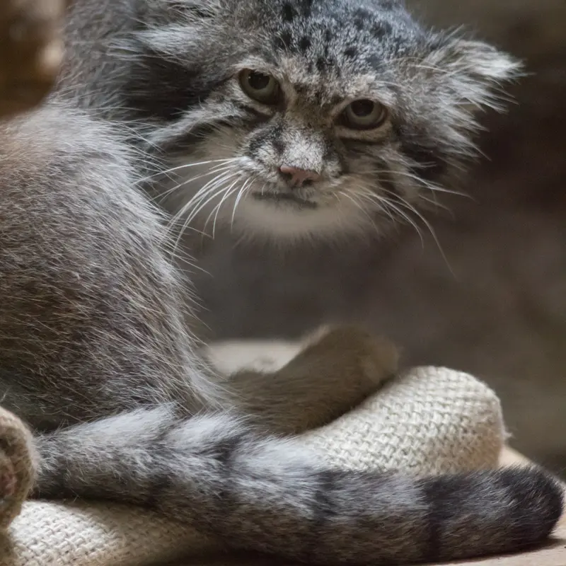 A photograph of Klyon in Ueno Zoological Gardens