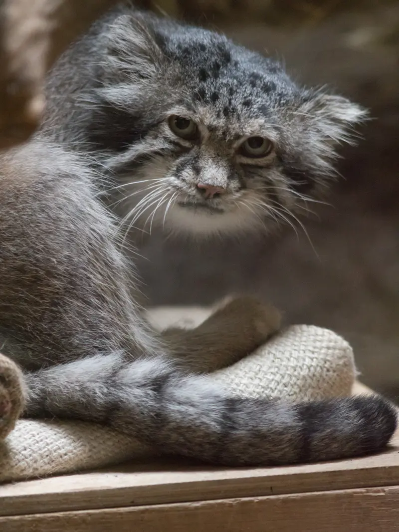 A photograph of Klyon in Ueno Zoological Gardens