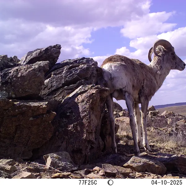 A photograph of Argali from Karashoky camera trap