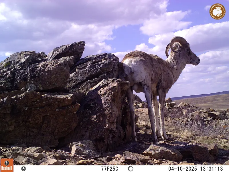 A photograph of Argali from Karashoky camera trap