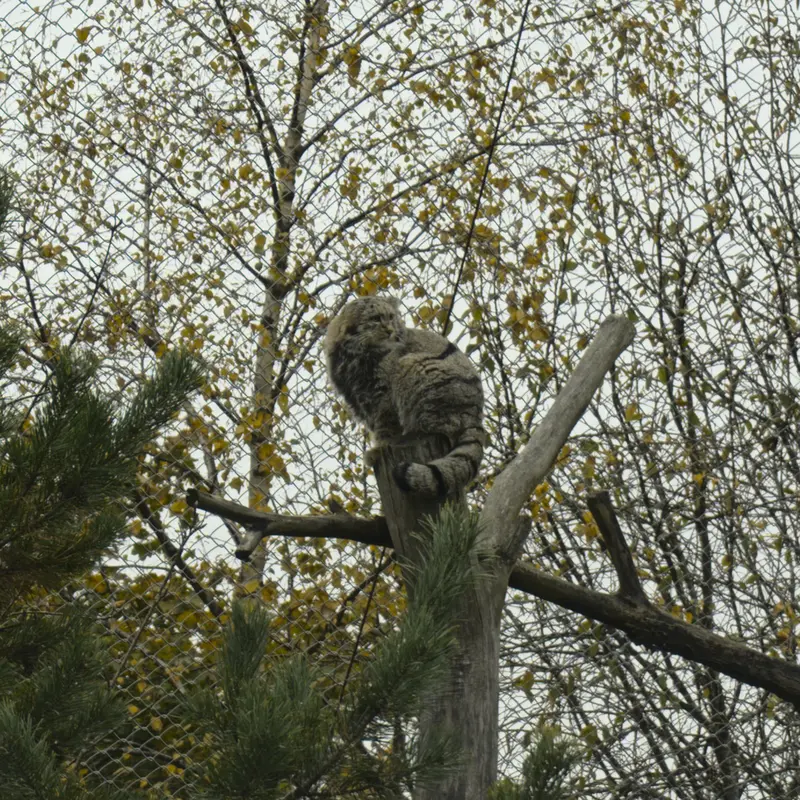 A photograph of Saimi in Korkeasaari Zoo