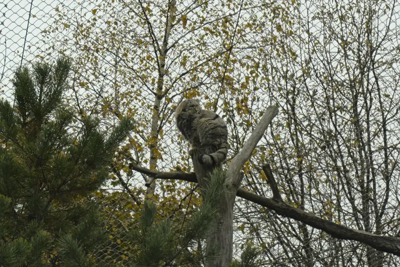A photograph of Saimi in Korkeasaari Zoo