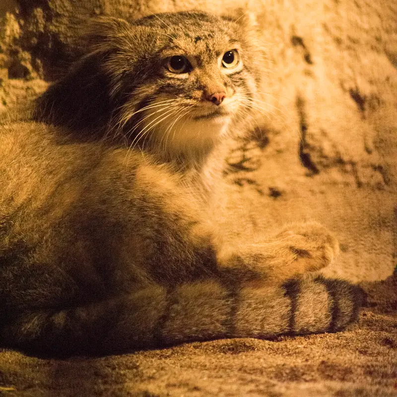 A photograph of Figa in Nogeyama Zoo