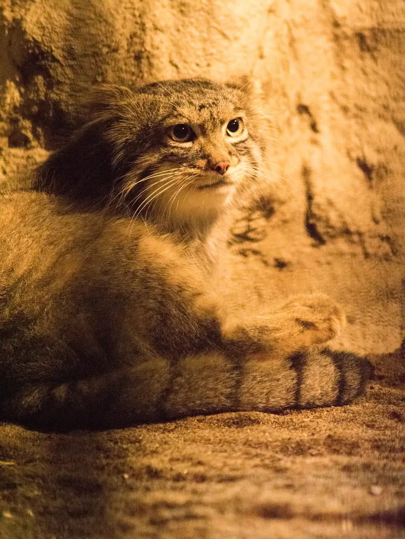 A photograph of Figa in Nogeyama Zoo