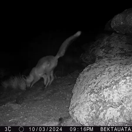 A photograph of Red fox from Bektauata 2 camera trap