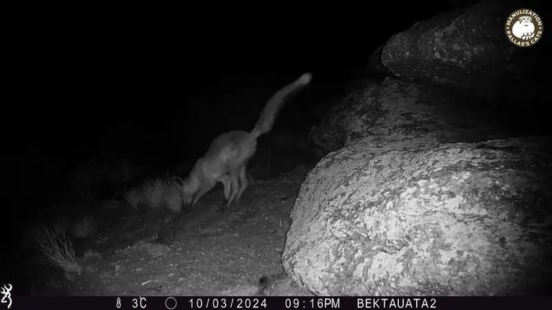 A photograph of Red fox from Bektauata 2 camera trap