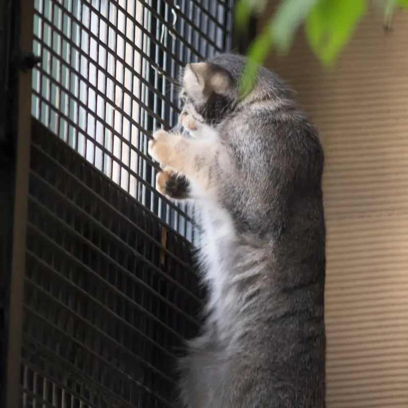 A photograph of Hide in Asahiyama Zoo
