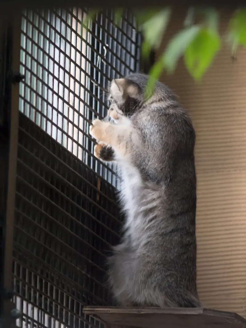 A photograph of Hide in Asahiyama Zoo