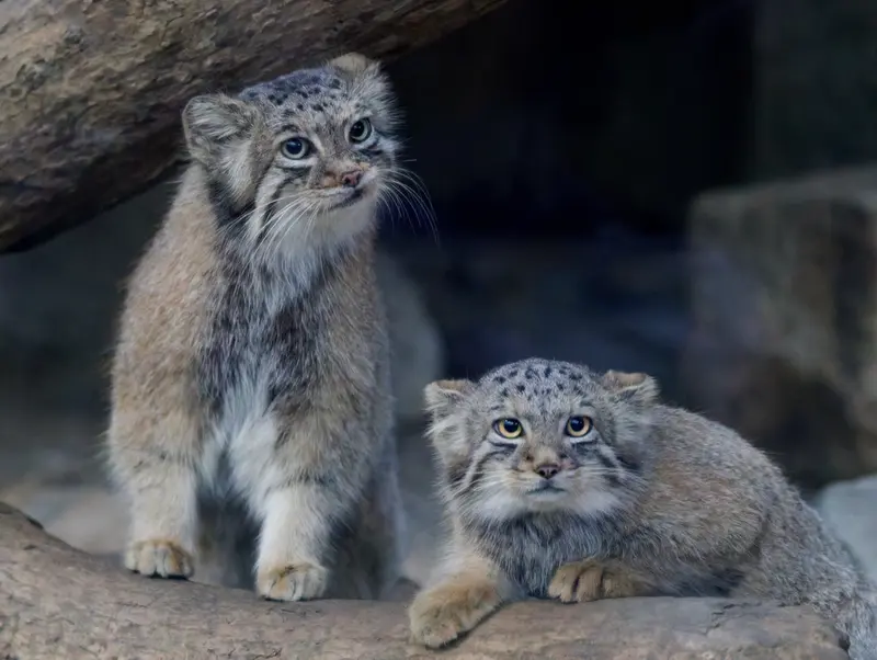 A photograph of a Pallas's cat