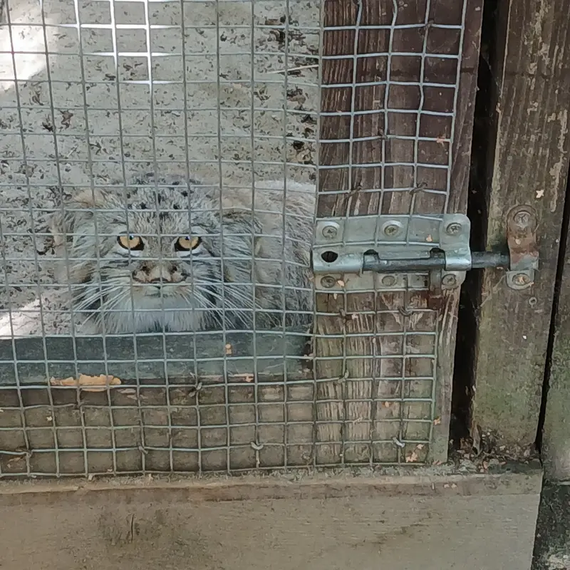 A photograph of Kitten of Alani b.2026 Ⅰ in Košice Zoo