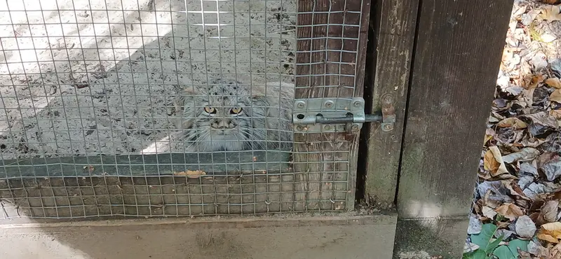 A photograph of Kitten of Alani b.2026 Ⅰ in Košice Zoo