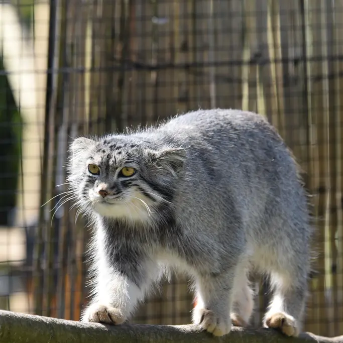 A photograph of a Pallas's cat