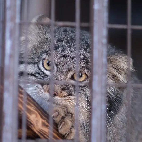 A photograph of Figa in Nogeyama Zoo