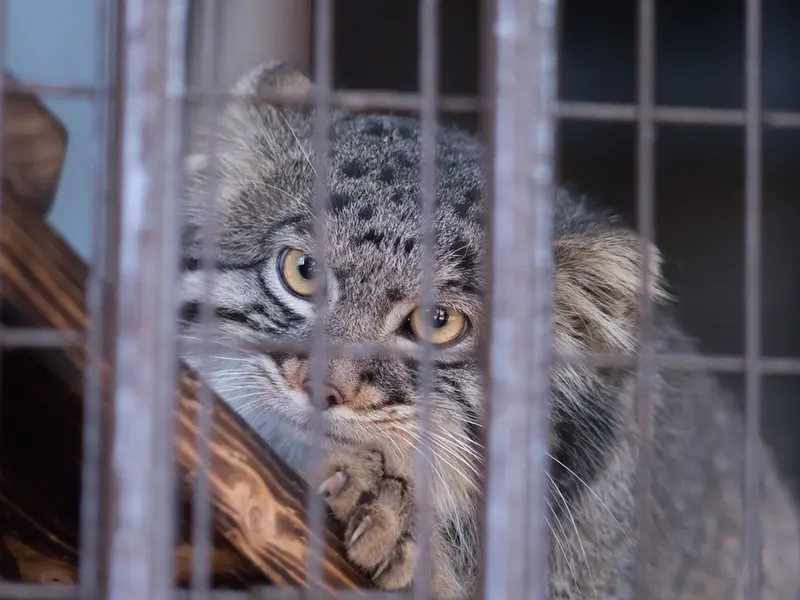 A photograph of Figa in Nogeyama Zoo