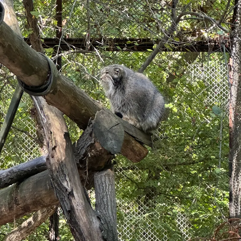 A photograph of Mia in Novosibirsk Zoo