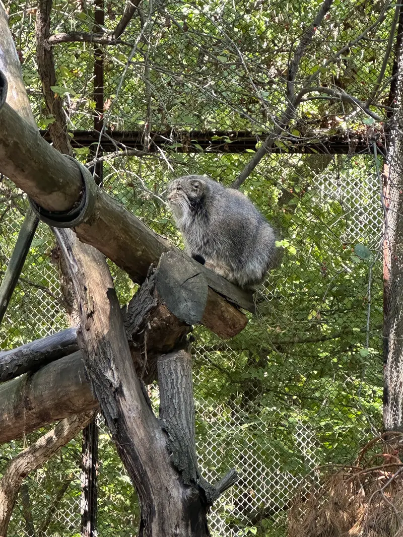 A photograph of Mia in Novosibirsk Zoo