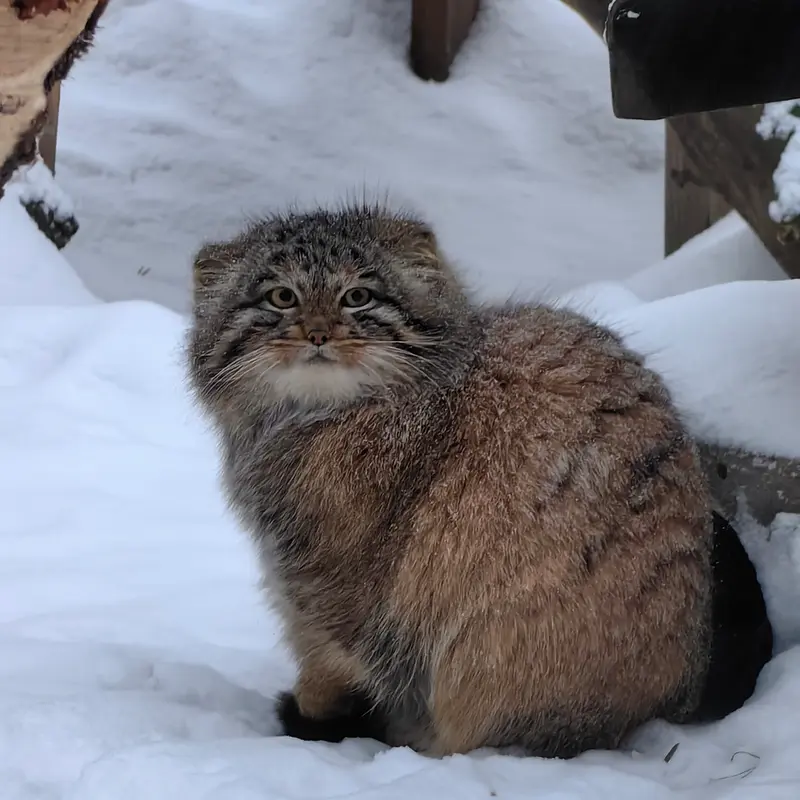 A photograph of Son of Snezhinka b.2025 Ⅳ in Novosibirsk Zoo