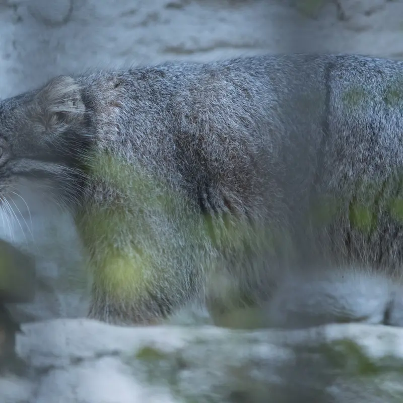 A photograph of Figa in Nogeyama Zoo