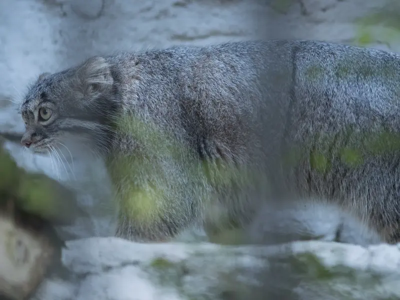 A photograph of Figa in Nogeyama Zoo
