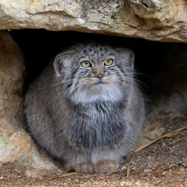 A photograph of Kharaa in Port Lympne Wild Animal Park
