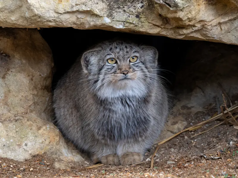 A photograph of Kharaa in Port Lympne Wild Animal Park