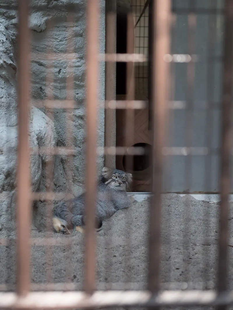 A photograph of Figa in Nogeyama Zoo