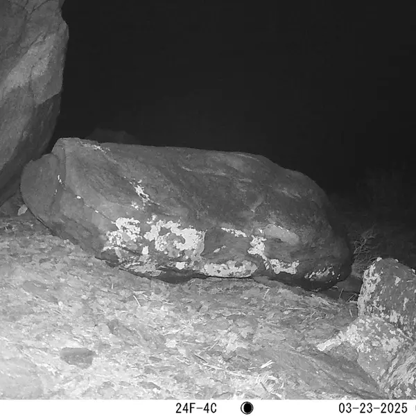 A photograph of Otocolobus manul manul from Koshkar camera trap