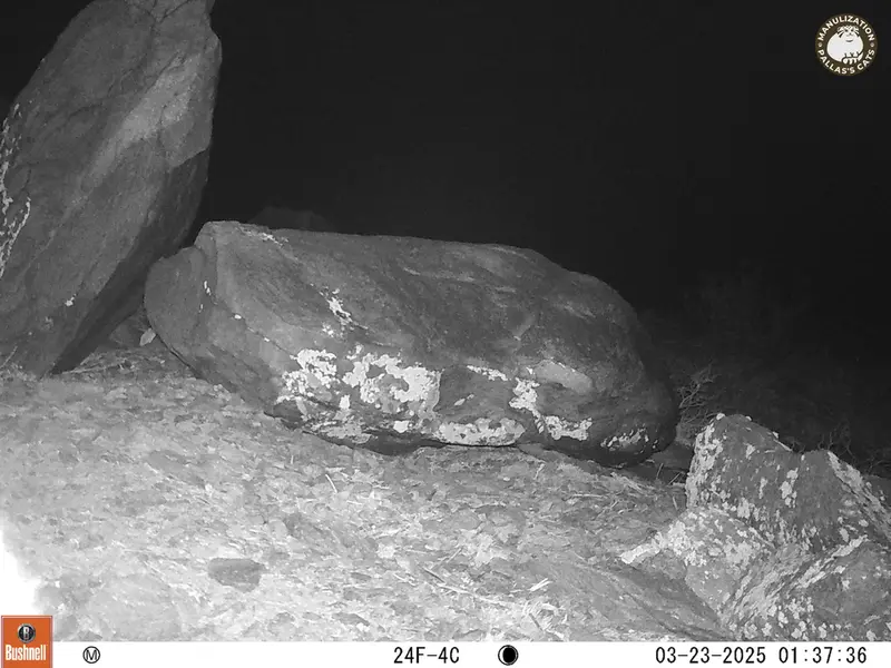 A photograph of Otocolobus manul manul from Koshkar camera trap