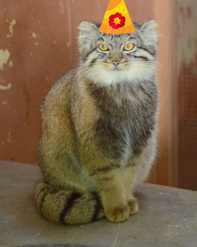 A photograph of a Pallas's cat