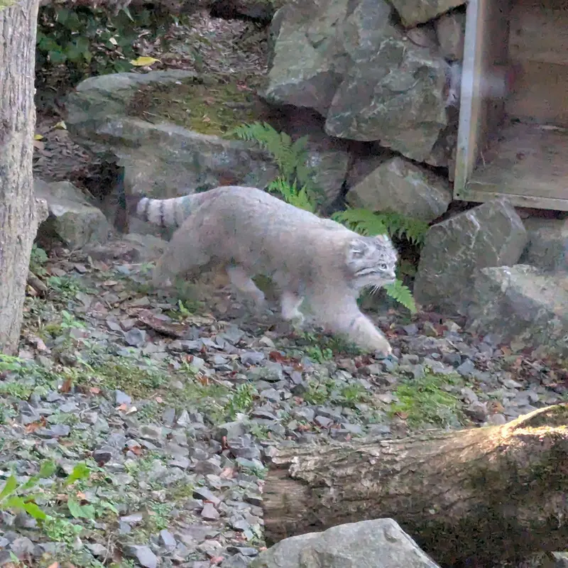 A photograph of Altai in Tregomeur Zoo