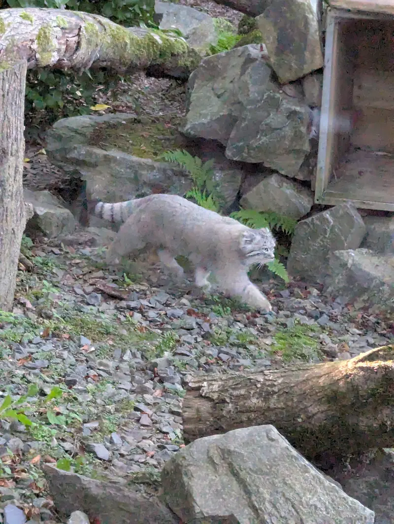 A photograph of Altai in Tregomeur Zoo