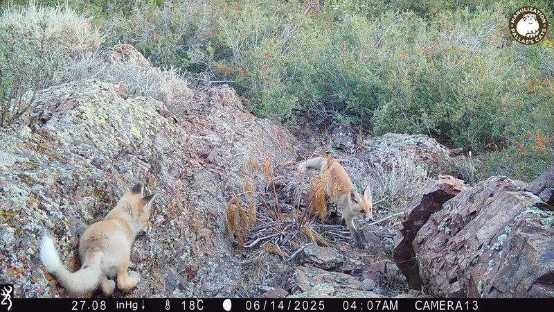A photograph of Red fox from Zhundy 3 [new] camera trap