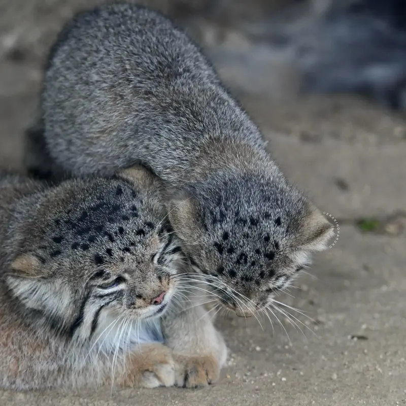 A photograph of Az and Nagi in Kobe Animal Kingdom