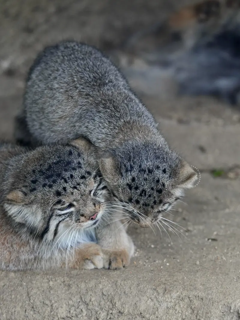 A photograph of Az and Nagi in Kobe Animal Kingdom